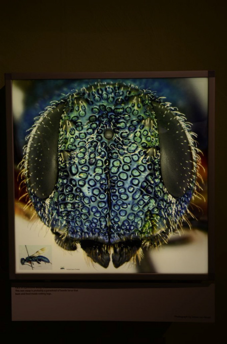 Wasp_exhibition__DSC3431